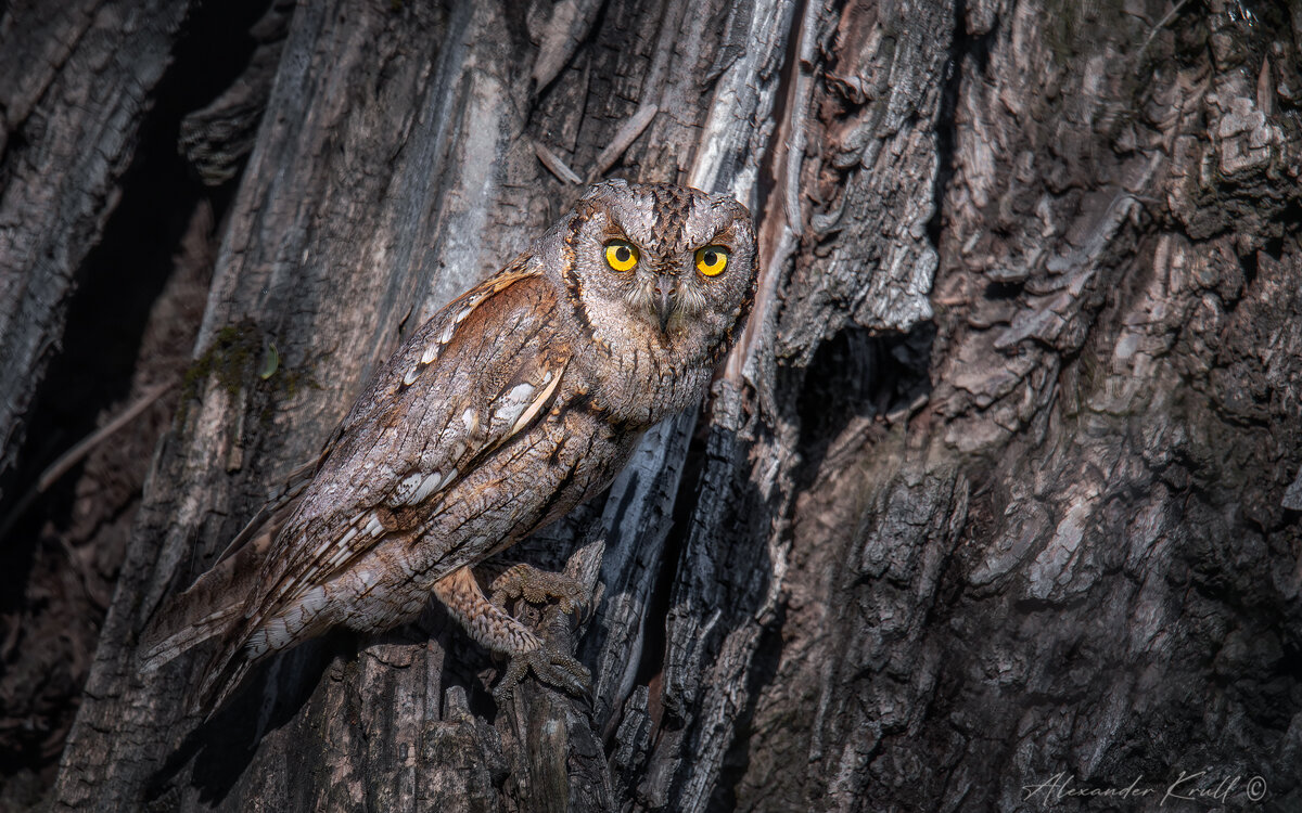 Внимательная - Александр К. Внимательная - Александр К.