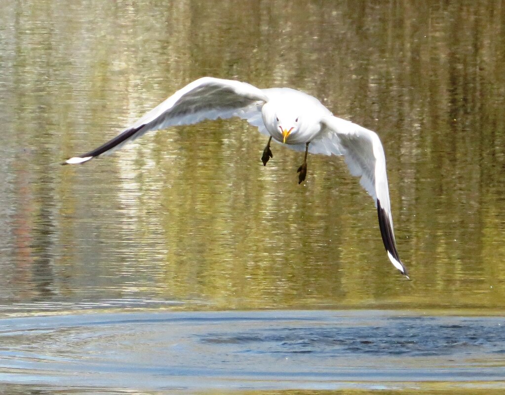 Летит над водой - Андрей Снегерёв Летит над водой - Андрей Снегерёв