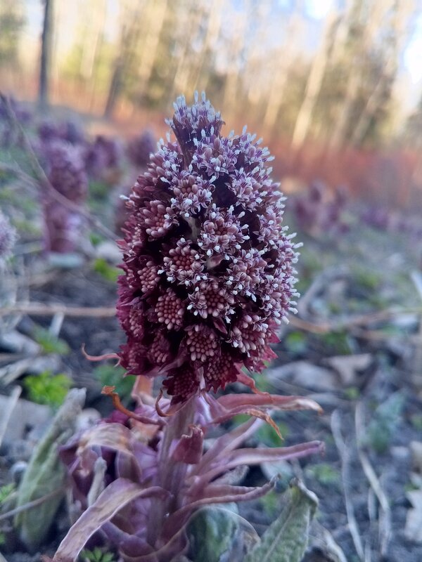 Белокопытник - Сапсан 