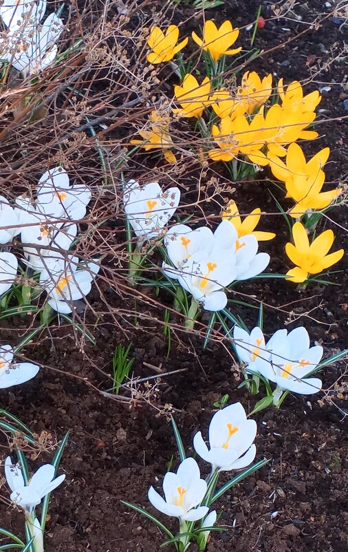 Крокусы - Сапсан 