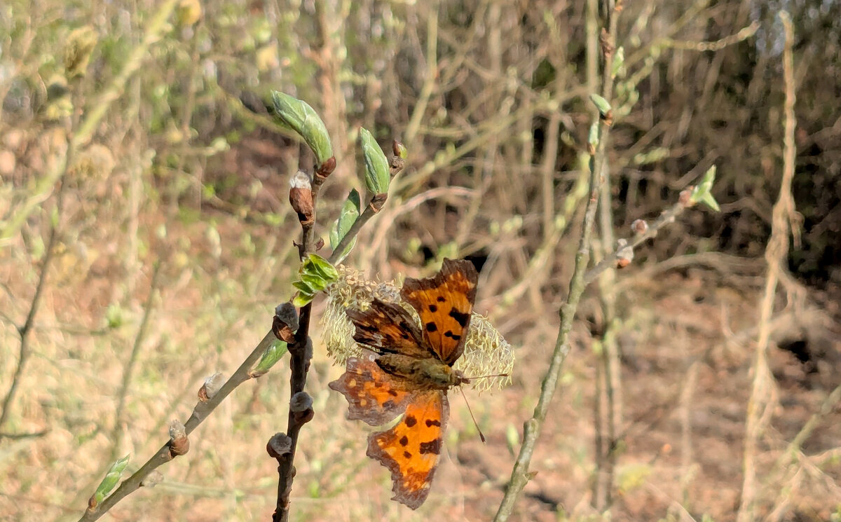 снятые сегодня бабочки 2 - Александр Прокудин снятые сегодня бабочки 2 - Александр Прокудин