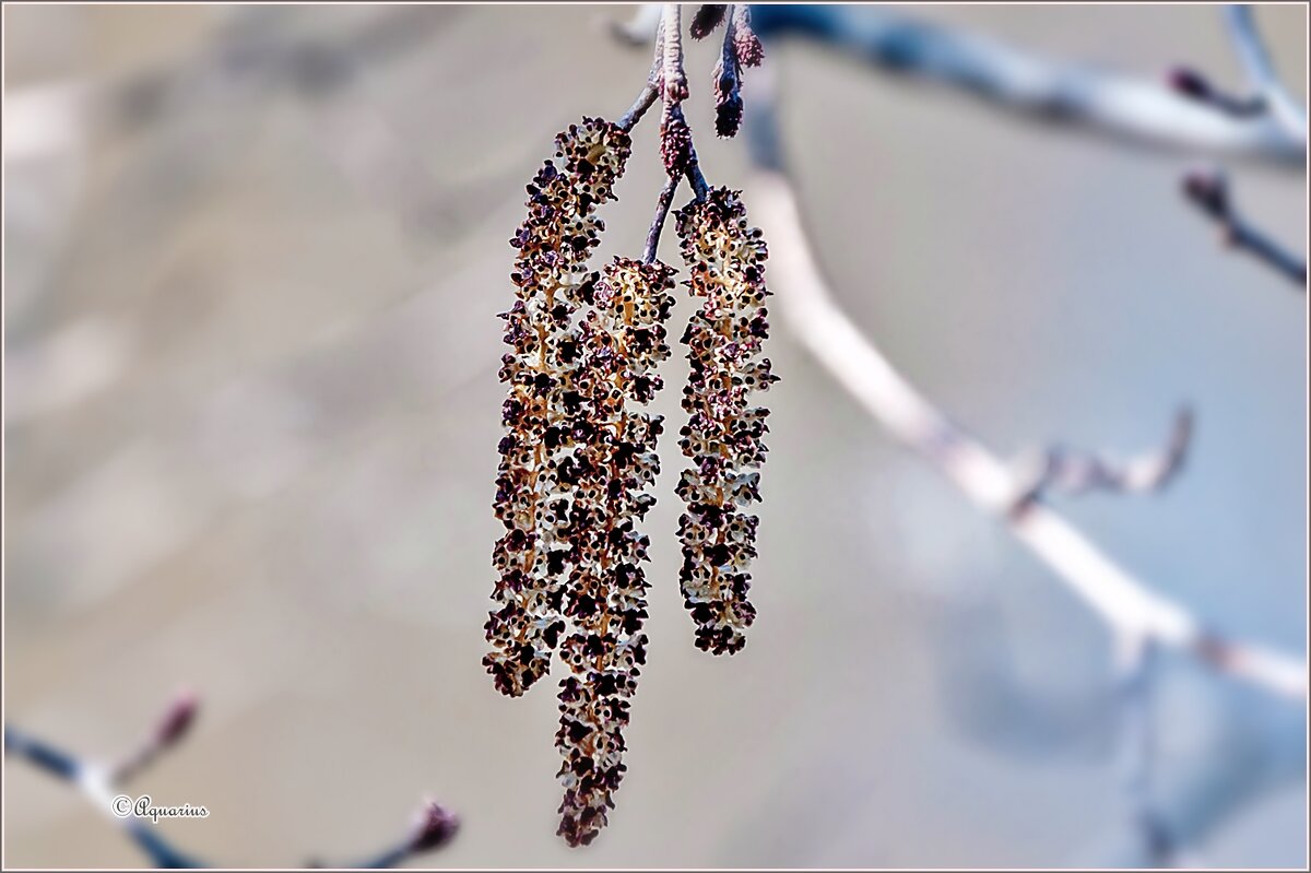 Про апрель... - Aquarius - Сергей Про апрель... - Aquarius - Сергей