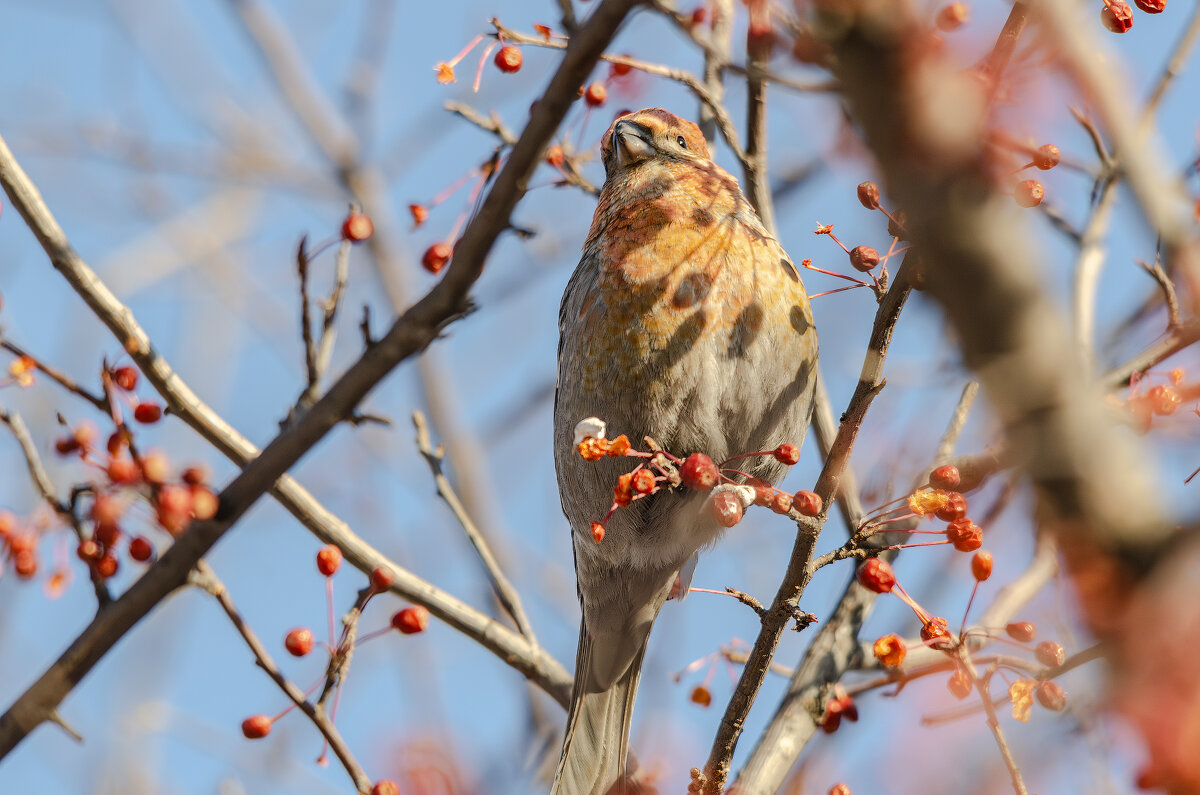 Щур. - Виктор Иванович Чернюк