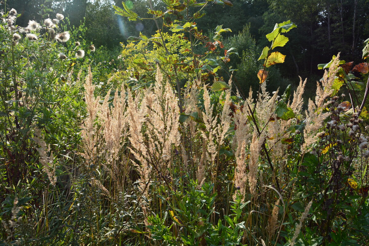 травы,травы... - Галина R... травы,травы... - Галина R...