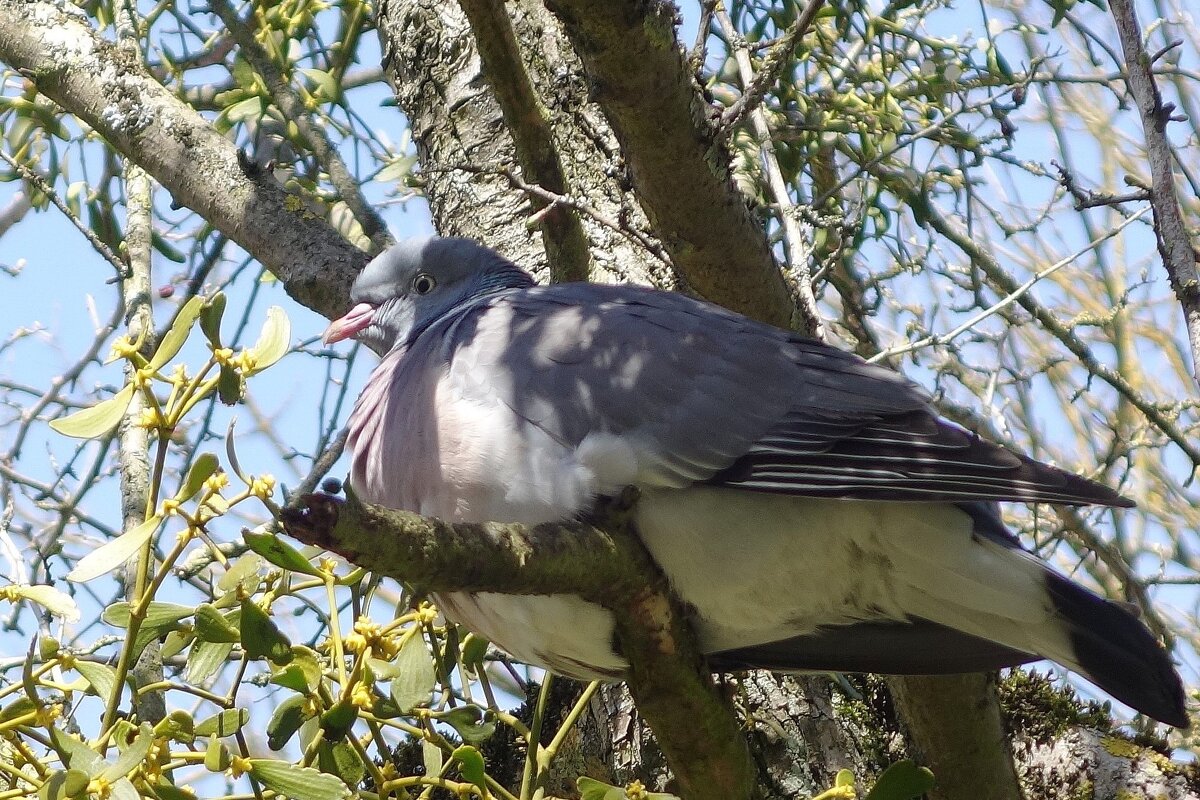 Вяхирь - Рита Симонова