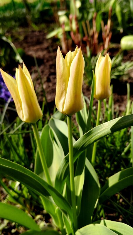 Узенькие - Александр Кондаков