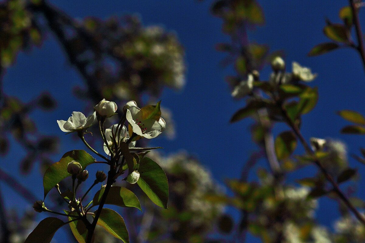 Будет урожай! - Юрий Гайворонскiий