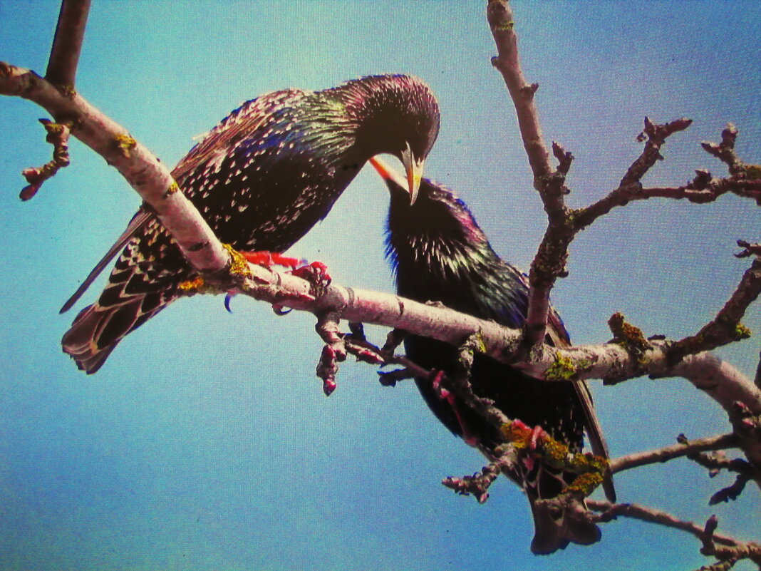 Это любовь - Людмила Смородинская Это любовь - Людмила Смородинская