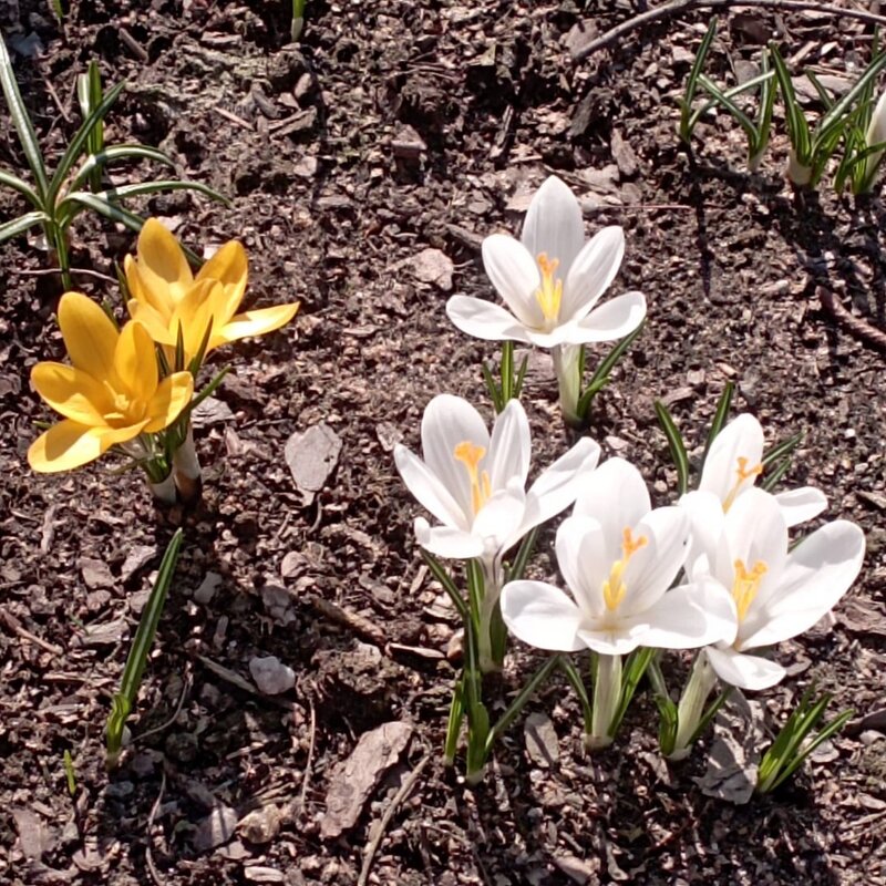 Весенние - Елена Семигина