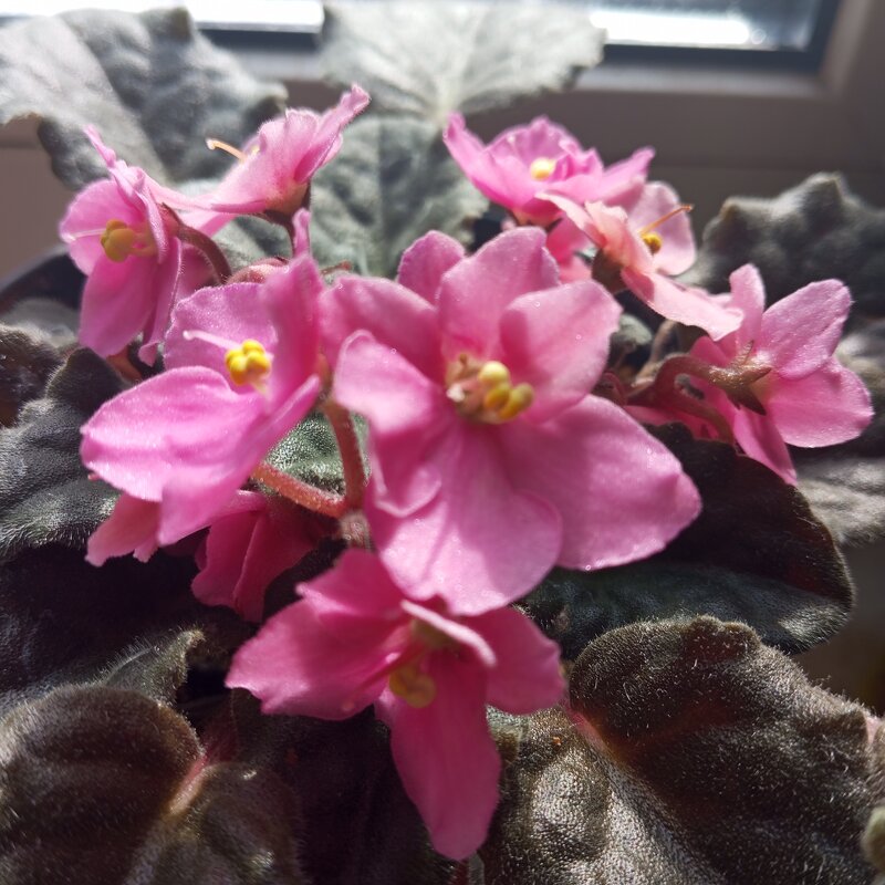 Розовая нежность - Елена Семигина