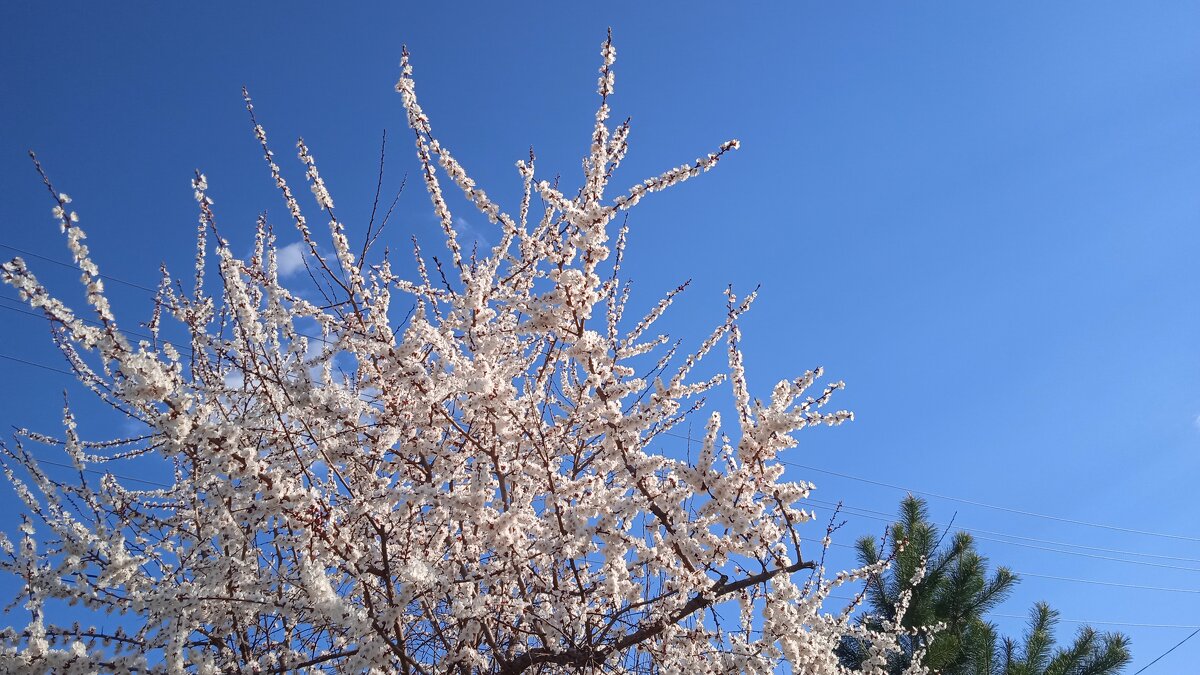 Ах, апрель ! - Елена Шаламова