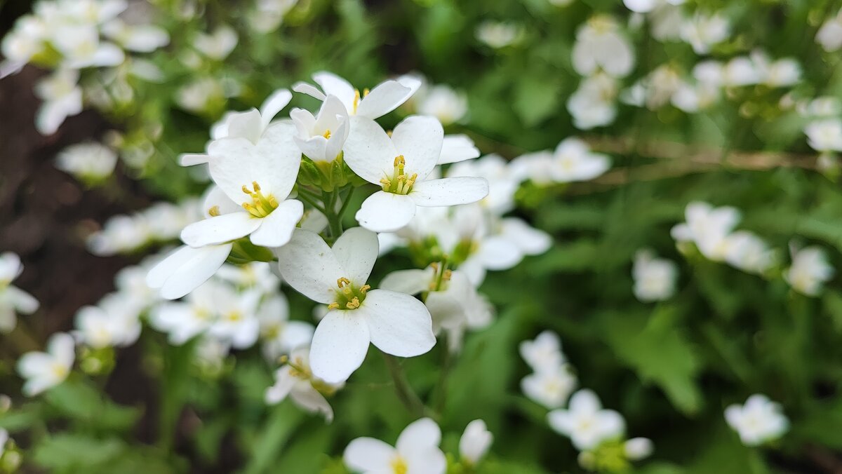 ,,, - Сергей Тимоновский