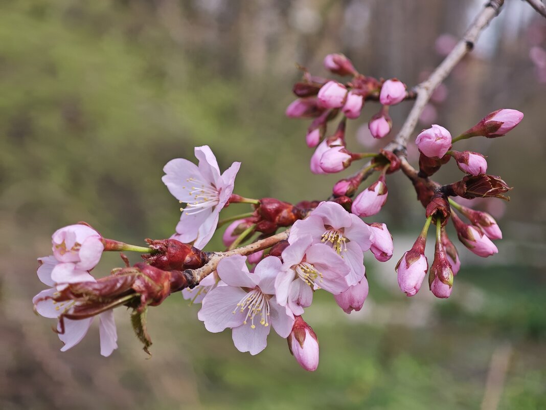 Сакура цветет - <<< Наташа >>>