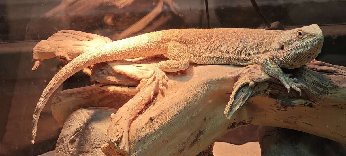 Бородатая агама - <<< Наташа >>>