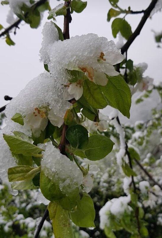 Причуды апреля - Tata Wolf