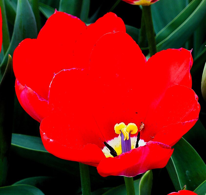 Королевство цветов(серия) - Владимир Манкер Королевство цветов(серия) - Владимир Манкер