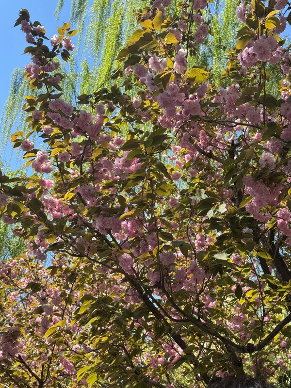 Весна в Китае - Ирэн 