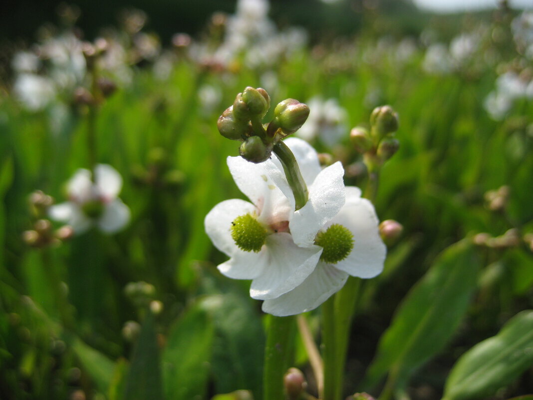 Стрелолист - Anna Ivanova