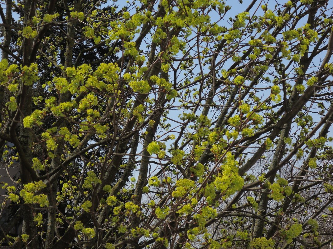 Весеннее настроение. - Александр Сапунов Весеннее настроение. - Александр Сапунов
