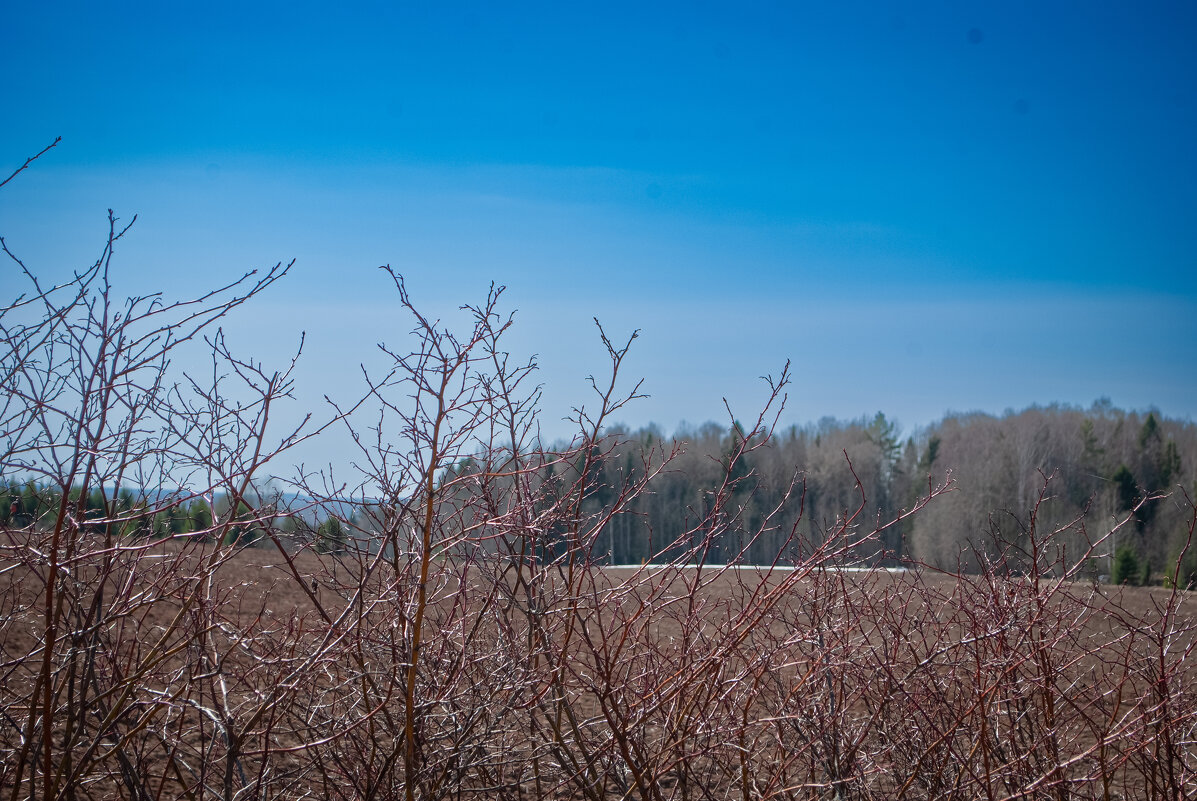 Дни длиннее,небо выше - апрель! - Анастасия Логинова Дни длиннее,небо выше - апрель! - Анастасия Логинова