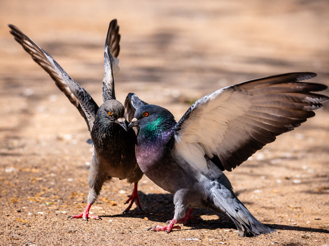 Гладиаторы... - Петр 