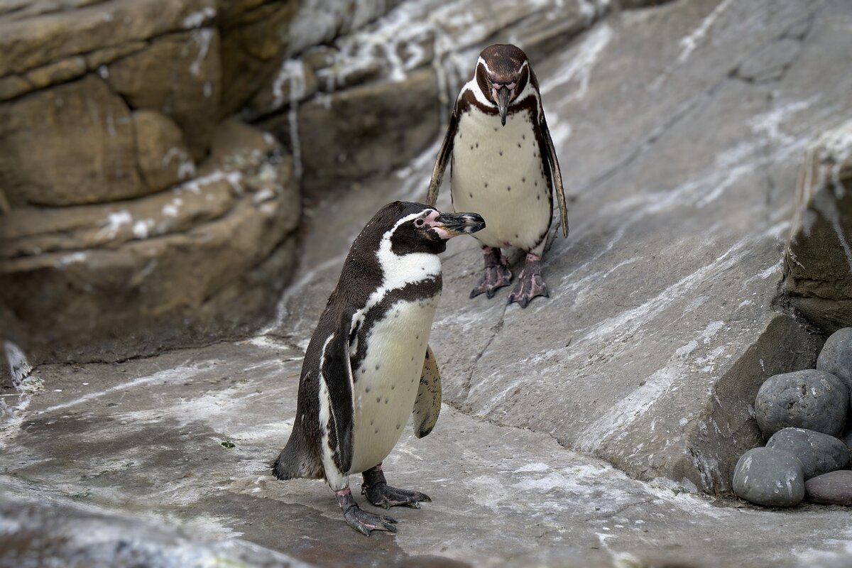 *** - Владимир 