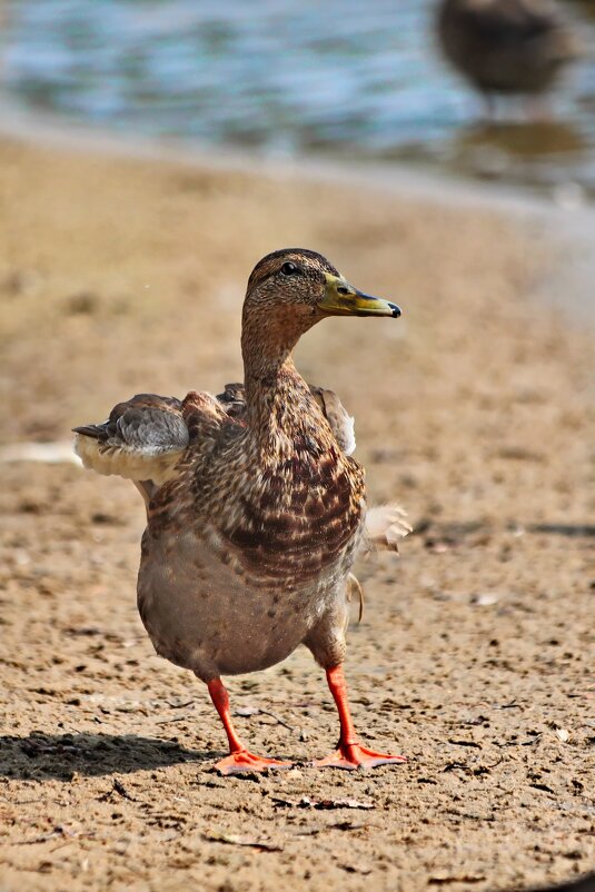 А я, такая, загораю. - Татьяна Бравая А я, такая, загораю. - Татьяна Бравая
