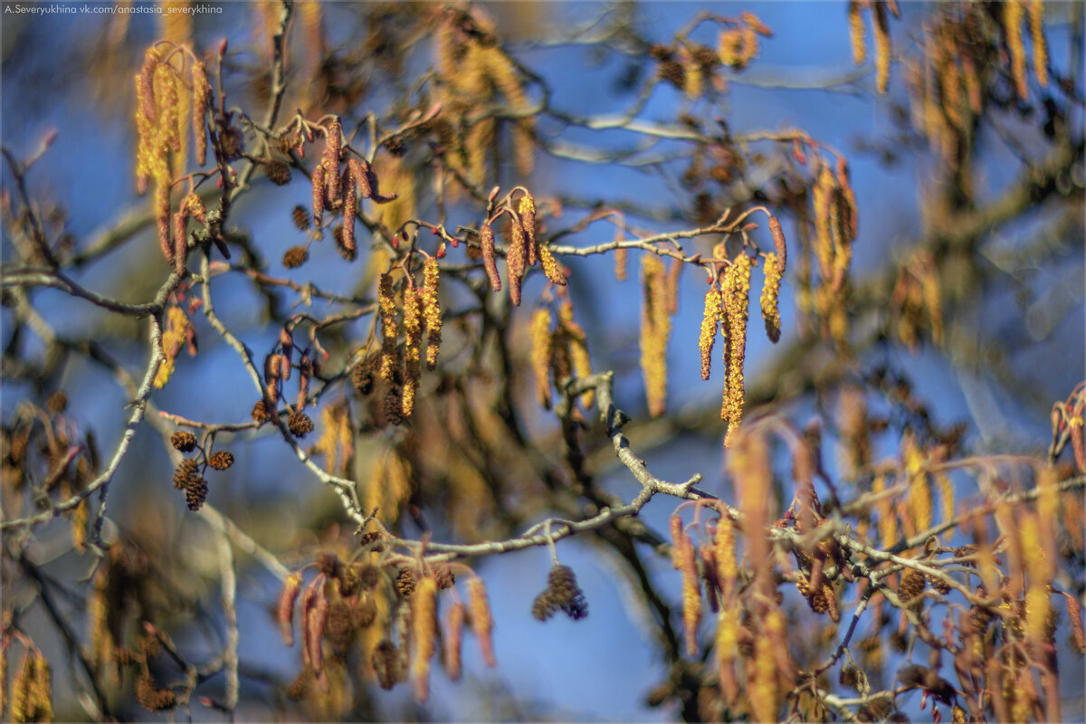 Серёжки ольхи - Анастасия Северюхина Серёжки ольхи - Анастасия Северюхина