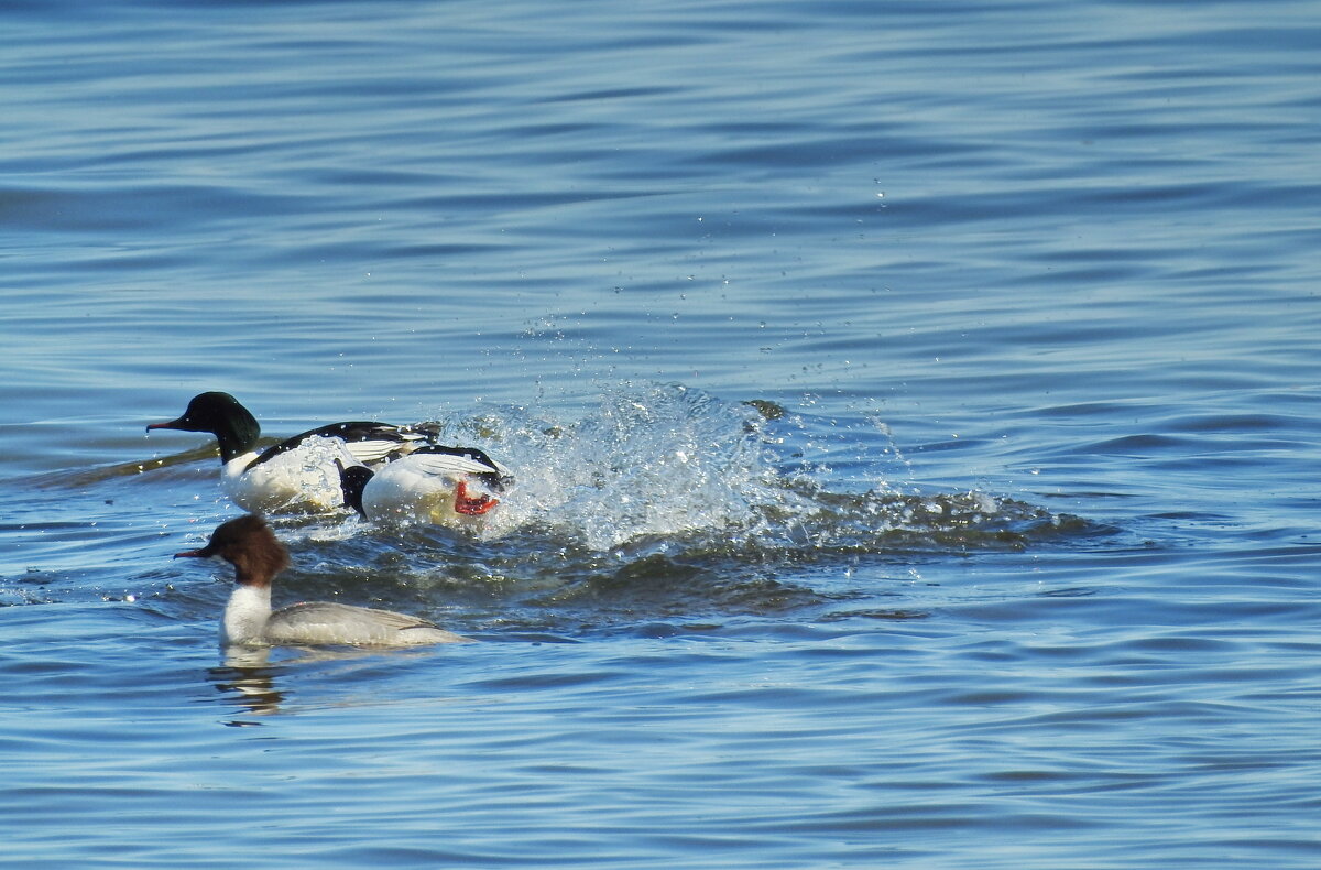 весна - ИННА ПОРОХОВА