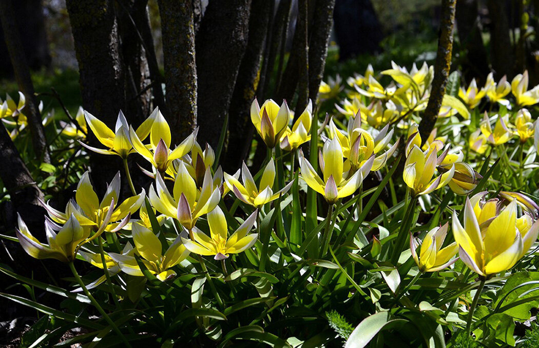 Дикий Тюльпан.. - Aleksandr Gal Дикий Тюльпан.. - Aleksandr Gal