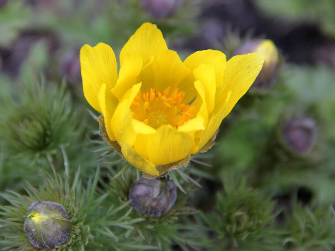 Первый цветок - victor Lion Первый цветок - victor Lion