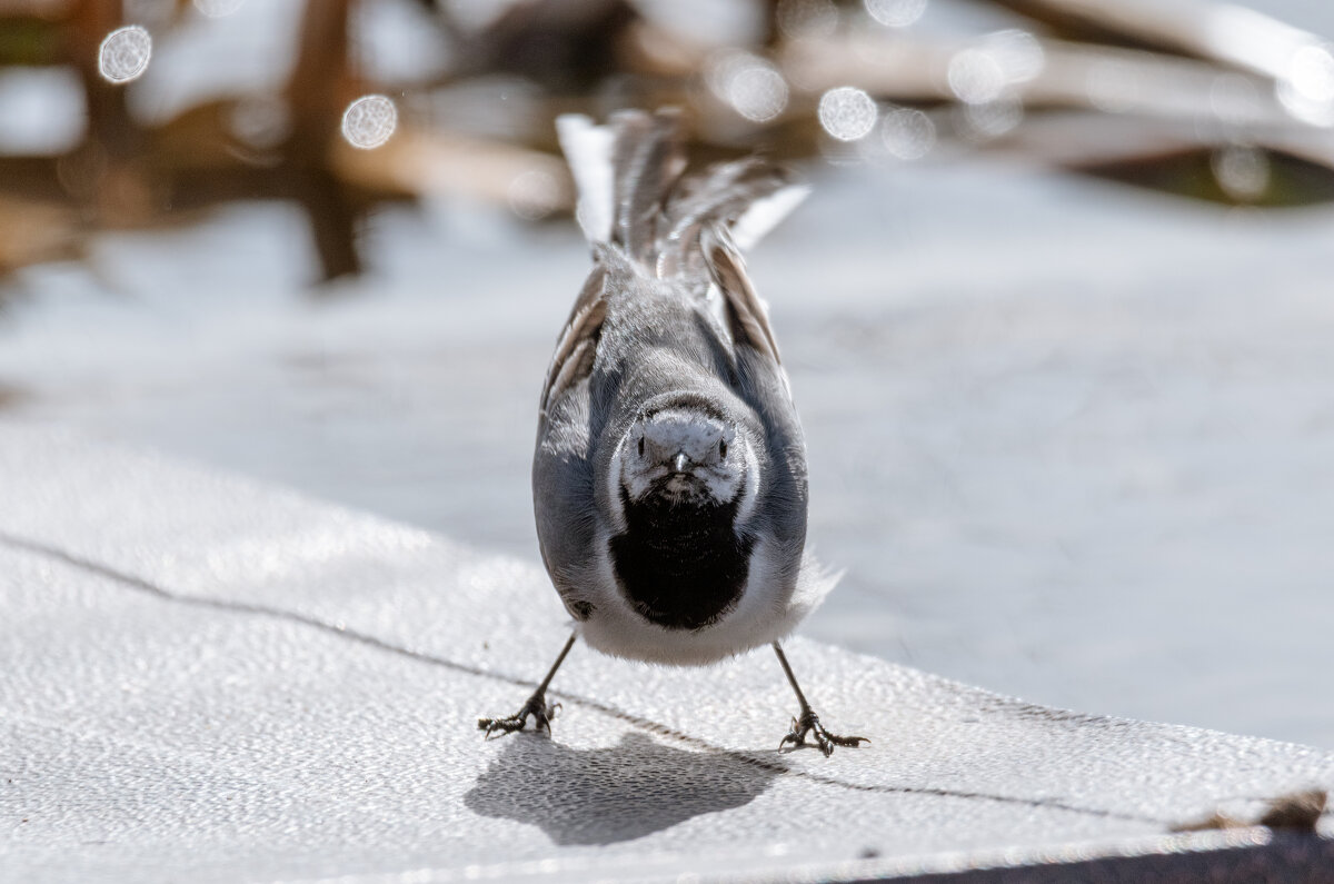 Если ты мужик - выходи со мной бороться! ) - Володька Завитушкин Если ты мужик - выходи со мной бороться! ) - Володька Завитушкин