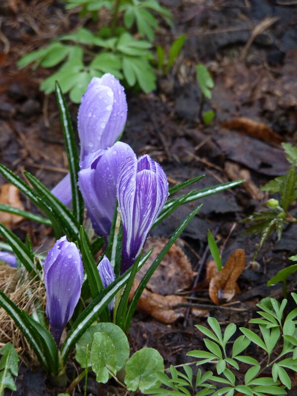 Апрель. Крокусы - Наталья Rosenwasser