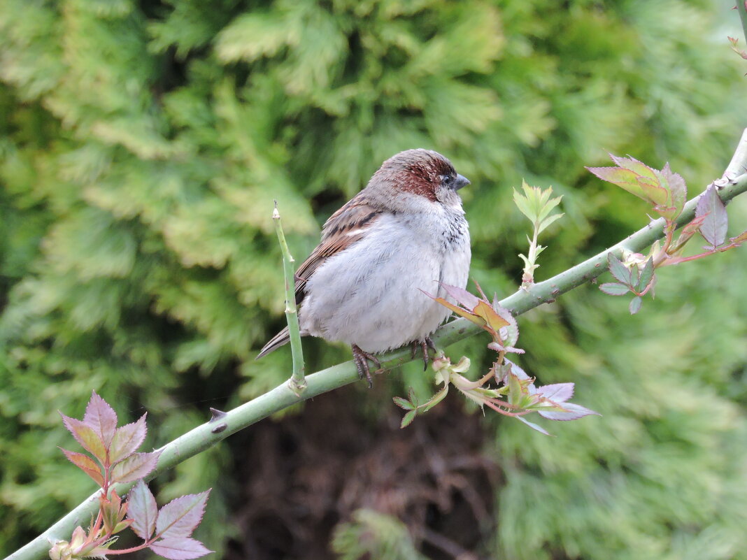 Воробей - Мария Васильева Воробей - Мария Васильева