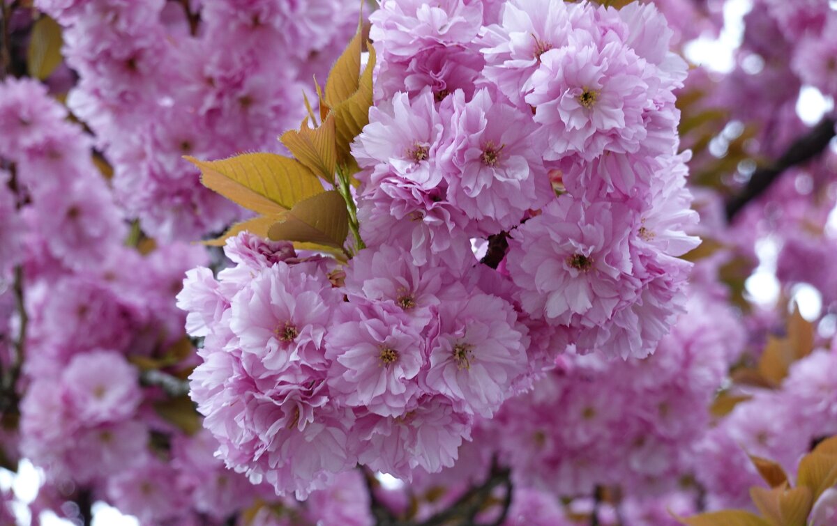 Вишен цветы Будто с небес упали Так хороши! Исса Кобаяси... - Галина 