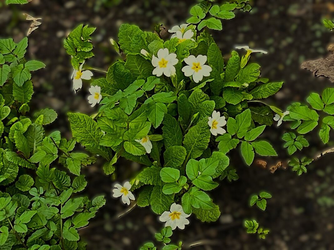 ***кустик примулы*** - Olga Oskolkova