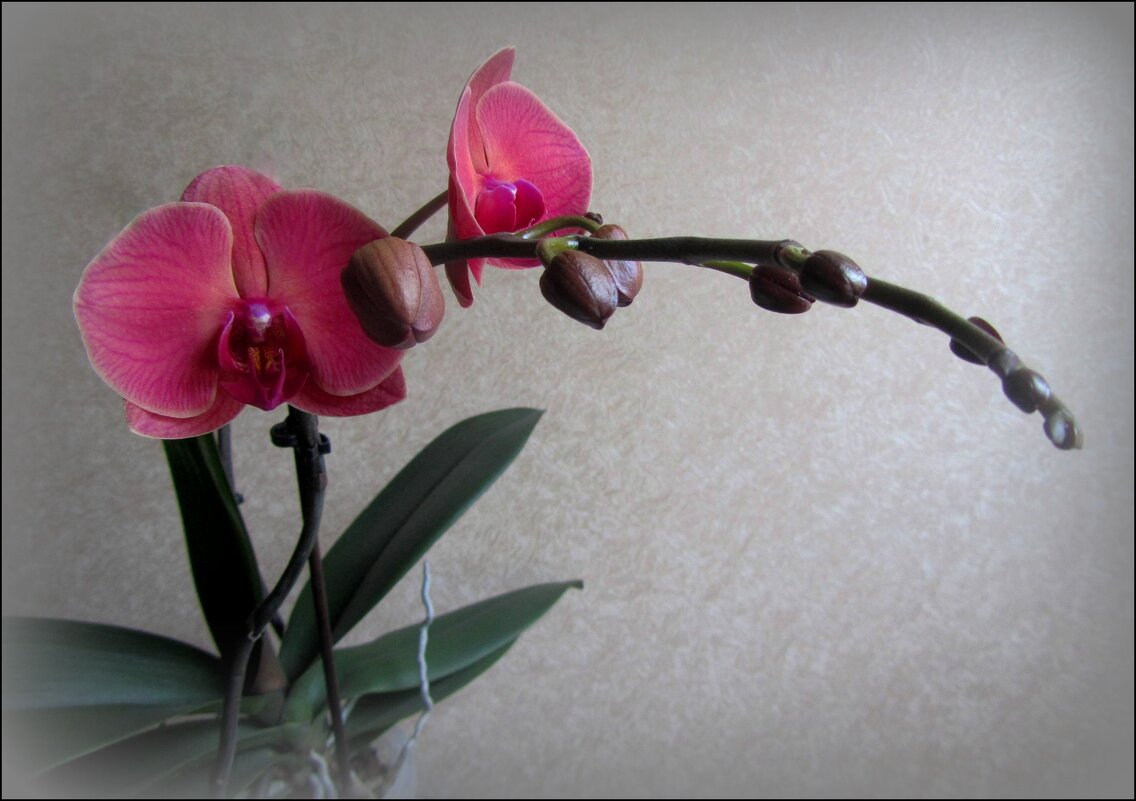 Орхидея - Сергей Карачин