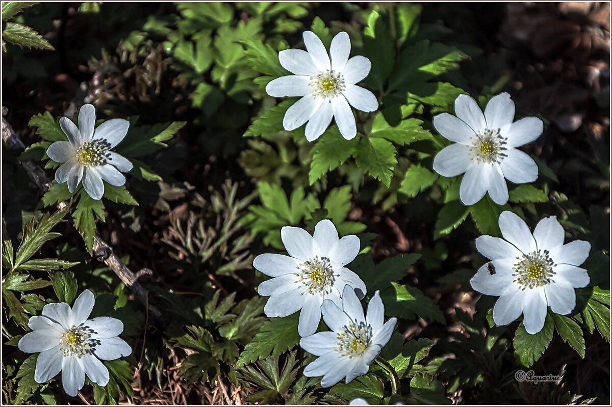 Первоцветы... - Aquarius - Сергей Первоцветы... - Aquarius - Сергей