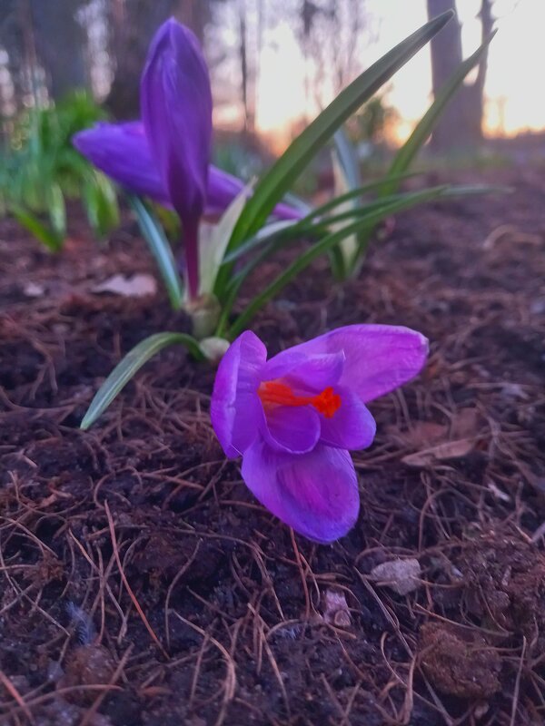 Крокус - Сапсан 