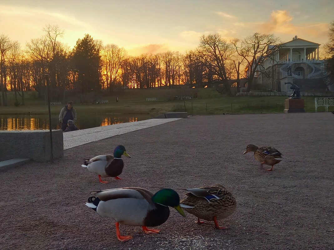 Утки - Сапсан 