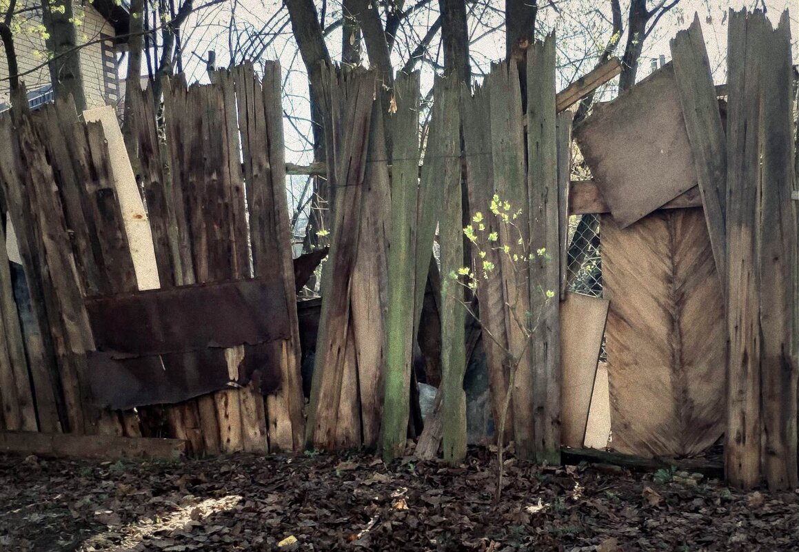 маленькое деревце - Любовь маленькое деревце - Любовь