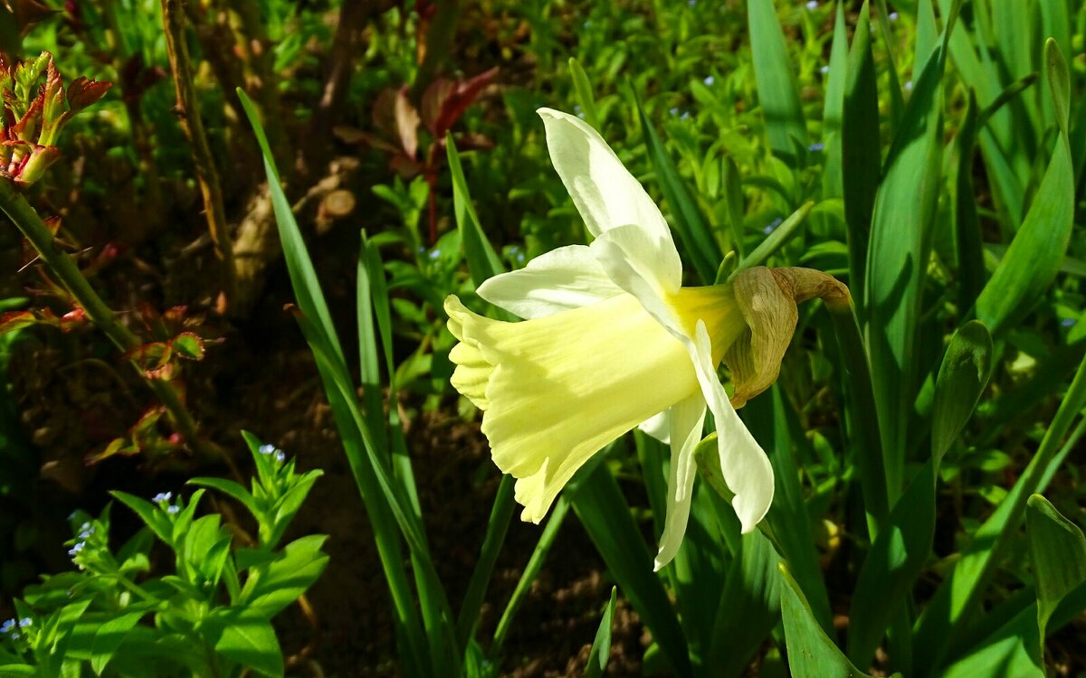 Цветы на городских клумбах. - Милешкин Владимир Алексеевич Цветы на городских клумбах. - Милешкин Владимир Алексеевич