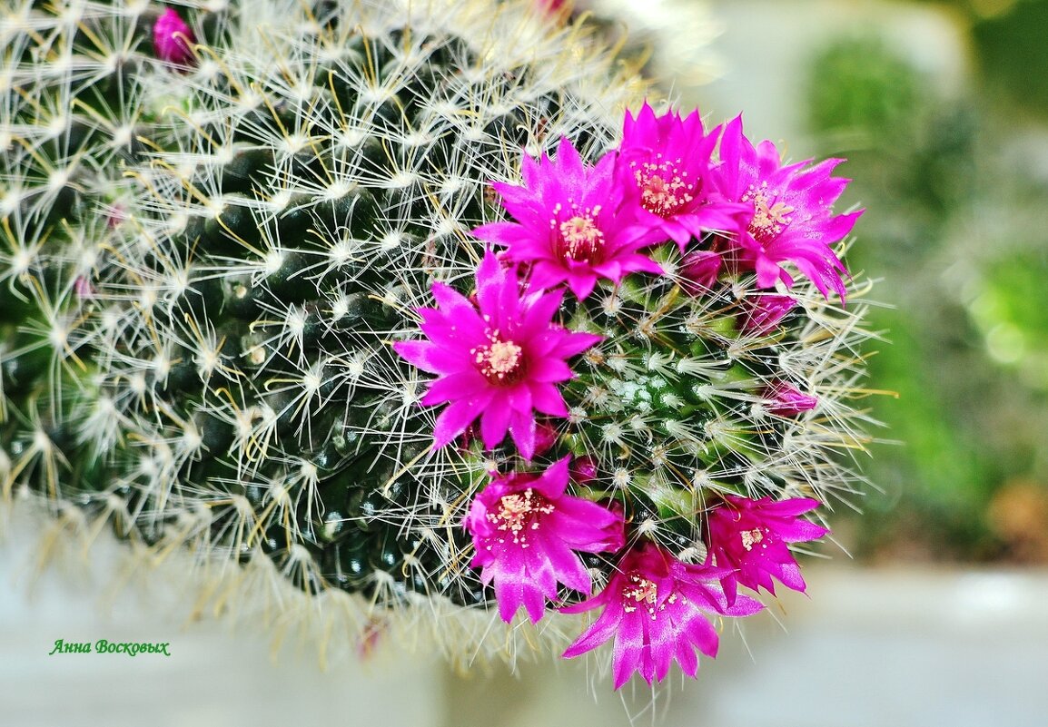 Маммиллярия моя зацвела. - Восковых Анна Васильевна Маммиллярия моя зацвела. - Восковых Анна Васильевна