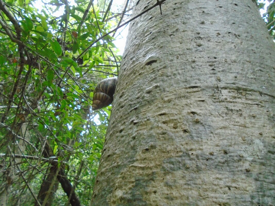 Ахатина на Мадагаскаре - Игорь Матвеев Ахатина на Мадагаскаре - Игорь Матвеев