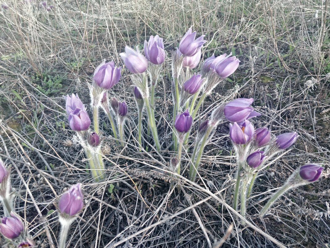 Весеннее настроение - Андрей Хлопонин Весеннее настроение - Андрей Хлопонин