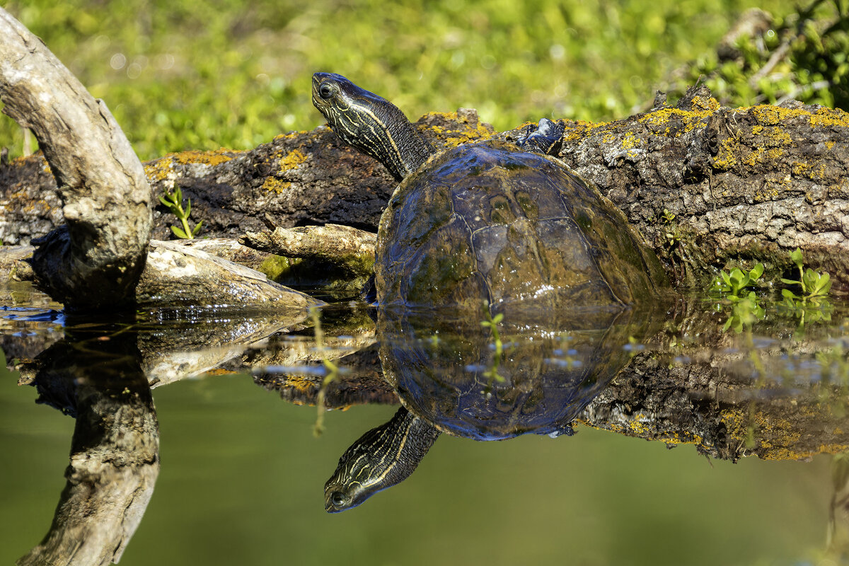 Западная каспийская черепаха. - Alexander Amromin
