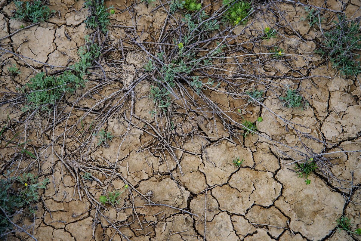 Земля Мангыстау - Анатолий Чикчирный