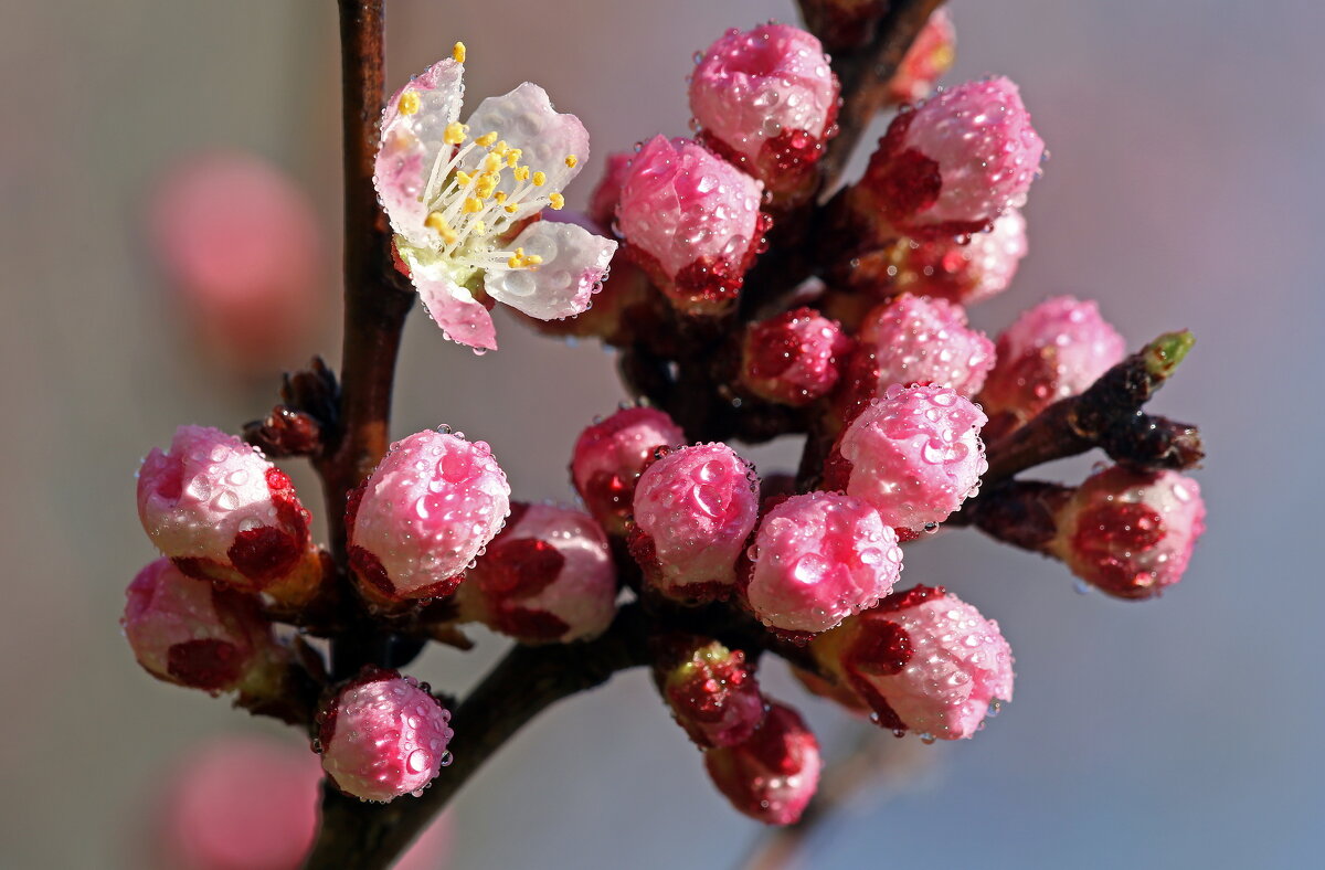 18 апреля в Ботсаду - Михаил Бибичков