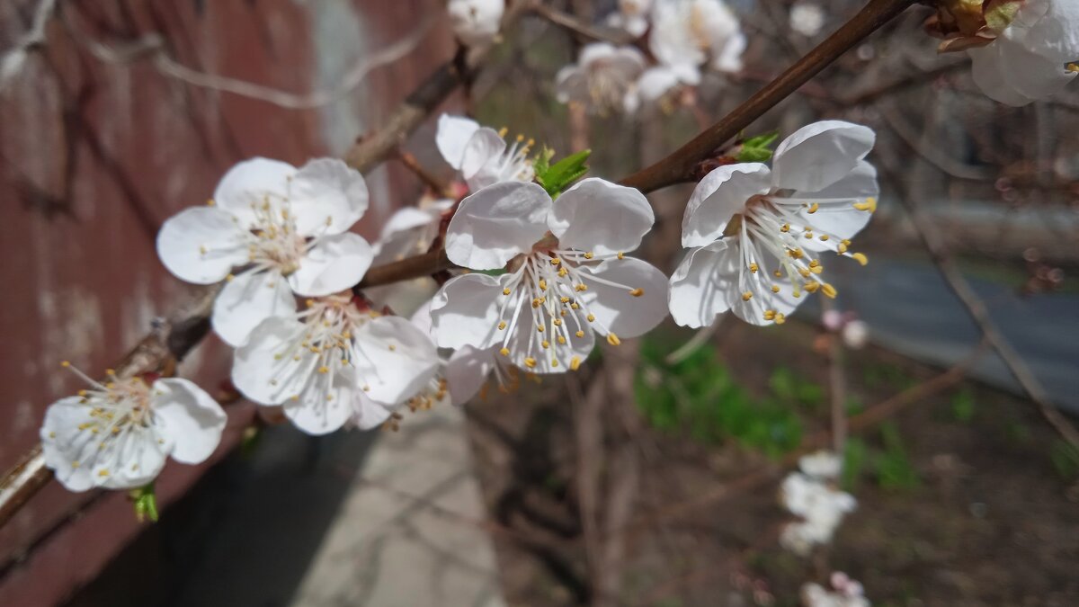 Апрель ! - Елена Шаламова