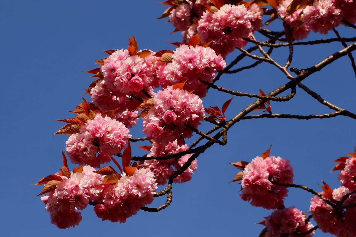 Доброе утро апреля - Юрий. Шмаков Доброе утро апреля - Юрий. Шмаков